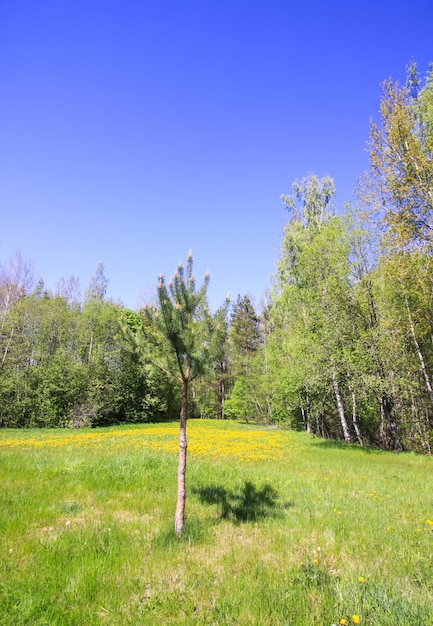 Grünes Feld und Himmel Sommerlandschaft auf dem Lande