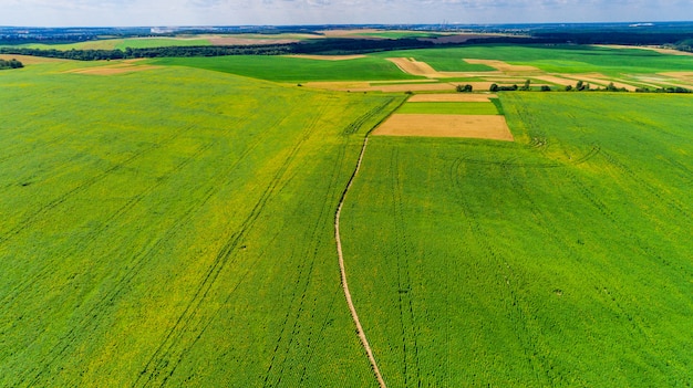 Grünes Feld und schöner Sonnenuntergang