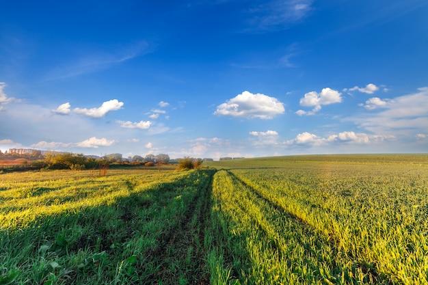 Grünes Feld und schöner Sonnenuntergang