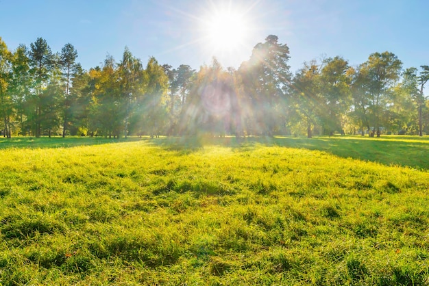 Grünes Feld und Wald bei Sonnenuntergang