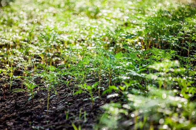 Grünes Feld und Wasser fallen auf sein als sicheres Weltkonzept