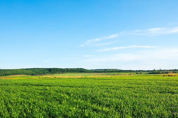 Grünes Feld unter blauem Himmel mit Wolken