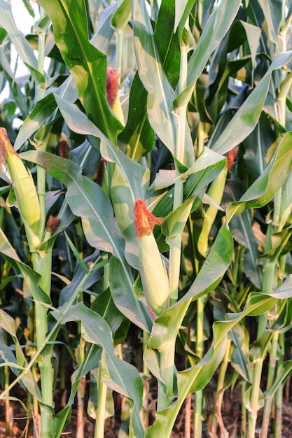 grünes Feld von Mais aufgewachsen
