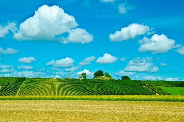 Grünes Feld