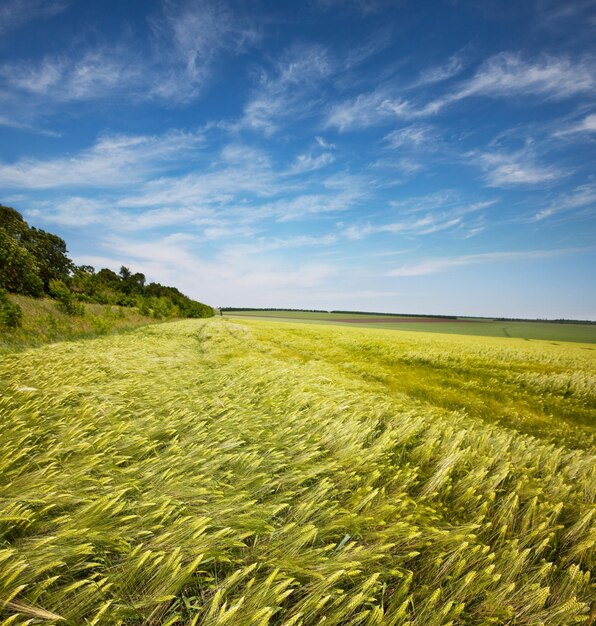 Foto grünes feld