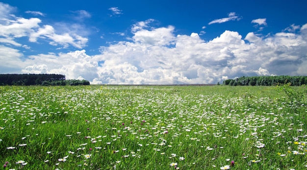 Grünes Feld