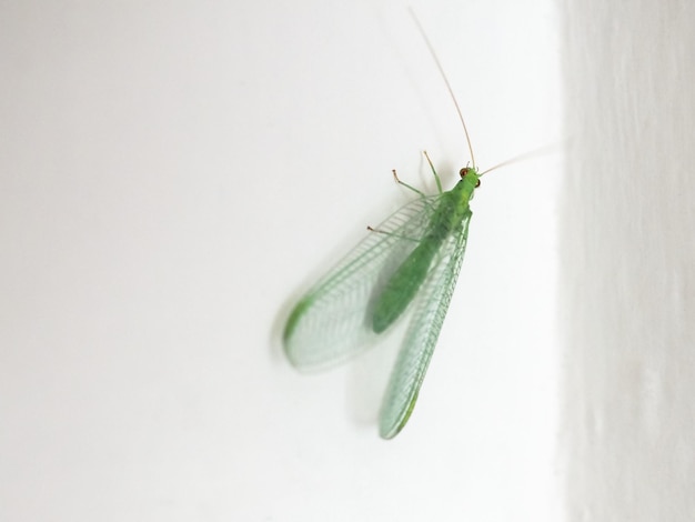 Grünes Florfliegen-Insektentier Chrysopa carnea