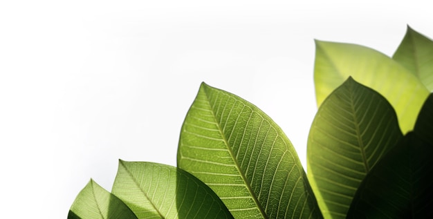 Grünes frisches Blatt von hinten beleuchtet. Auf weißem Hintergrund isoliert. Natürliches Sonnenlicht, das durch den Baum scheint. Konzept für Tag der Erde und Ökologie