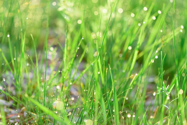 Grünes frisches Gras-Tautropfenfoto für abstrakten Hintergrund