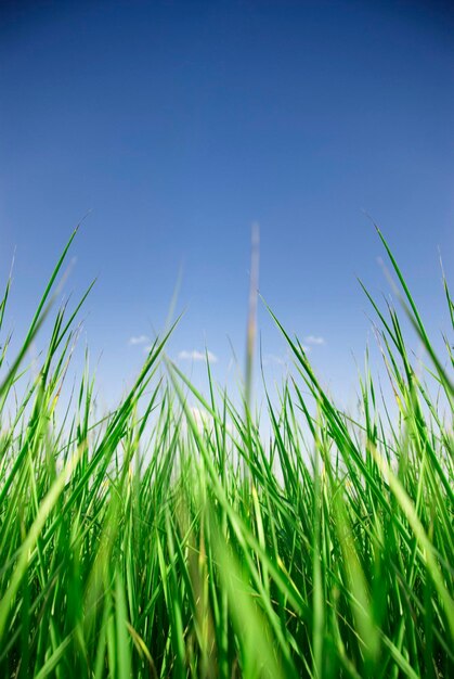 Grünes frisches Gras und blauer klarer Himmel