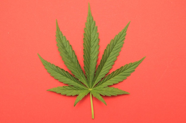 Grünes frisches Marihuana-Blatt mit sieben Spitzen