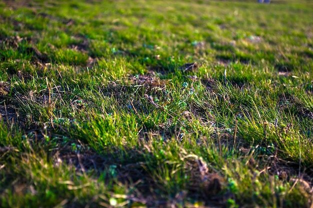 Grünes Frühlingsgras Wiese Gras Frühlingsgrün