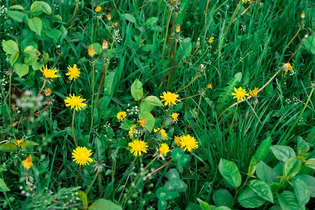 Grünes Gas und Blumenoberfläche