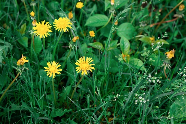 Grünes Gas und Blumenwand.