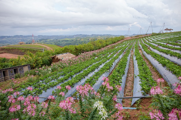 grünes Gemüse am Berg