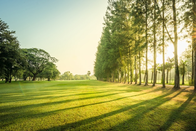 Grünes Golf und Wiese der Landschaft mit Sonnenstrahl am Morgen