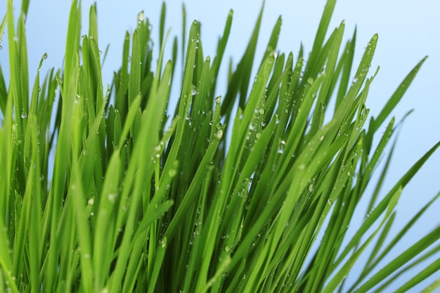 Grünes Gras auf blauer Dackground-Nahaufnahme