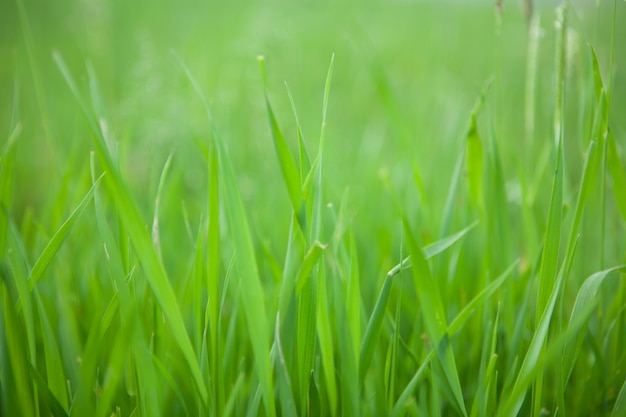 Grünes Gras auf dem Feld als Hintergrund