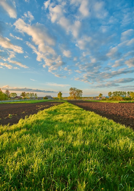 Grünes Gras auf dem Feld