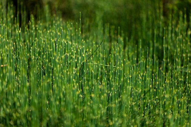 Grünes Gras auf dem Feld