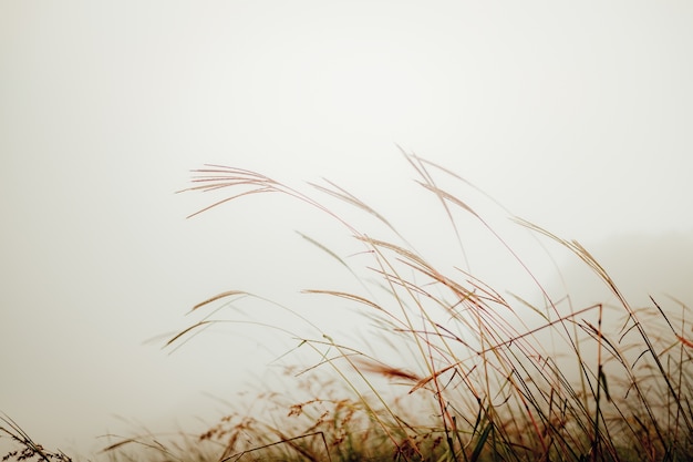 Grünes Gras auf dem Gebiet mit Sonnenstrahlen und Nebel. Unscharfer Sommerhintergrund, selektiver Fokus