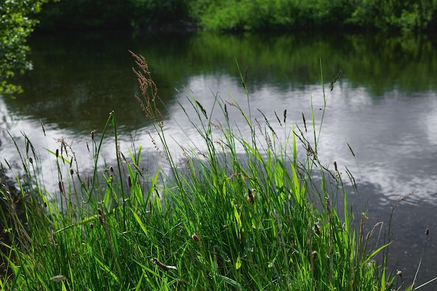 Grünes Gras auf dem Hintergrund des Sees