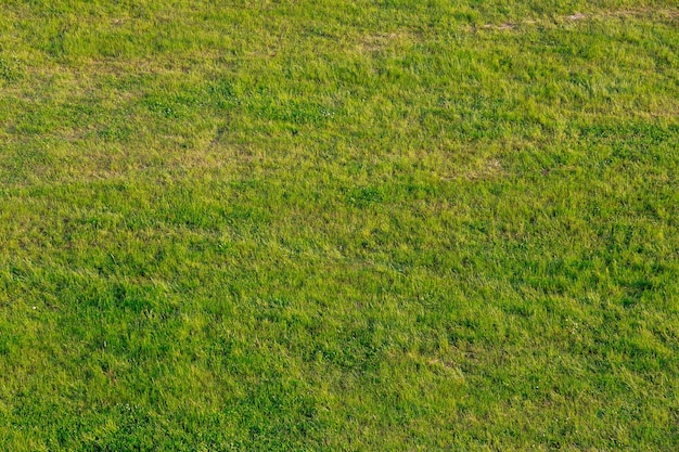 Grünes Gras auf der Wiese. Hintergrund aus grünem Gras. Sicht von oben. Weicher Fokus.