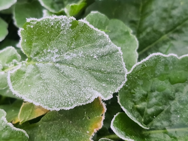 grünes Gras auf der Wiese ist mit Schnee bedeckt.