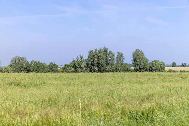 Grünes Gras auf einem Gebiet im Sommer ein Feld mit