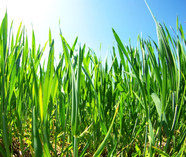 Grünes Gras auf einem Hintergrund des blauen Himmels