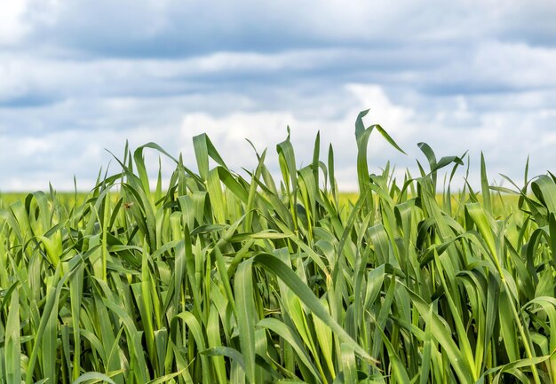 Grünes Gras auf einem Hintergrund des regnerischen Himmels