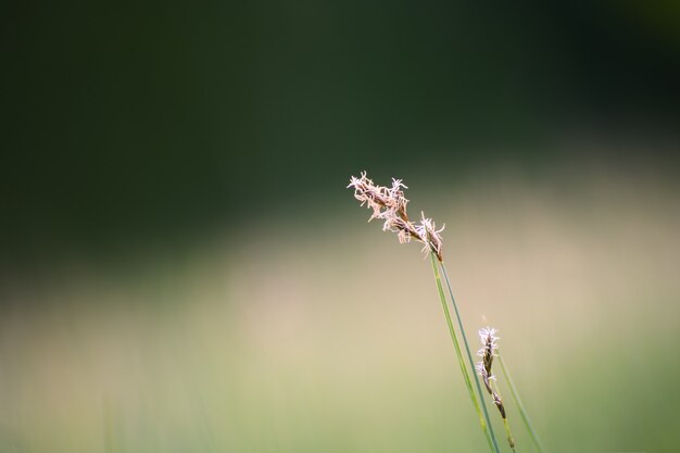 Grünes Gras auf einer Waldwiese. Makrobild, geringe Schärfentiefe. Unscharfer Naturhintergrund.