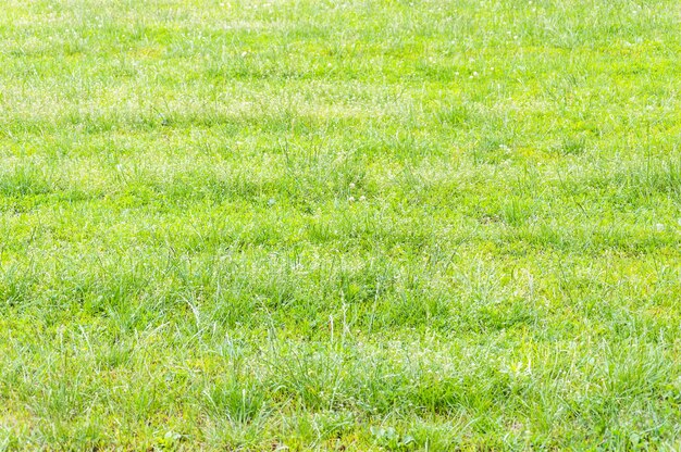 Foto grünes gras auf einer wiese als natürlicher hintergrund