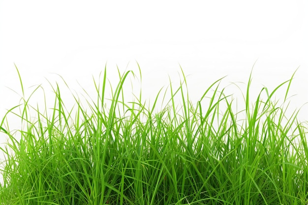 Grünes Gras auf weißem Hintergrund Frisches Frühlingsgras