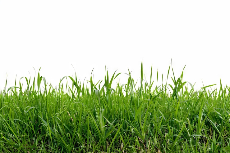 Foto grünes gras auf weißem hintergrund