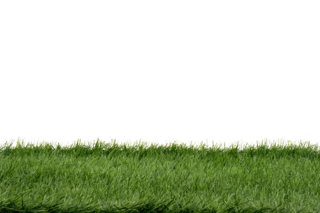 Grünes Gras auf weißem Hintergrund