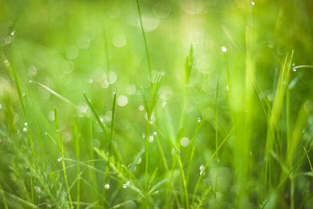 Grünes Gras auf Wiesenfeld mit Wasser lässt Hintergrund fallen