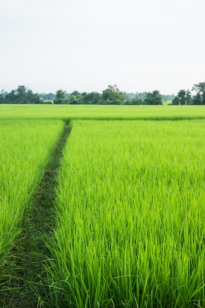 Grünes Gras des ländlichen Reisfeldes