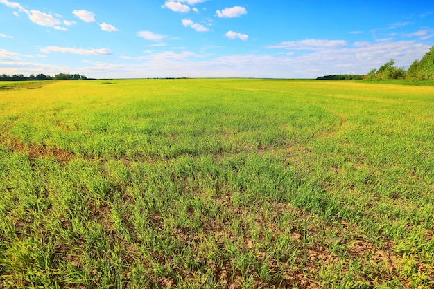 grünes Gras frische Triebe Weizen, grüne Wiese Sommer Hintergrund