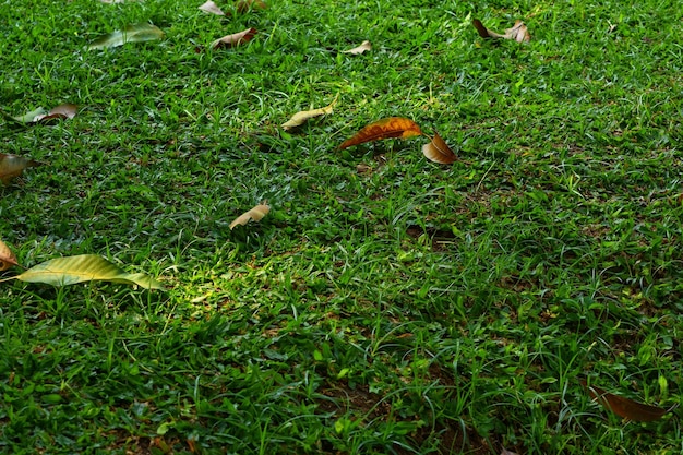 Grünes gras für hintergrund oder hintergrund