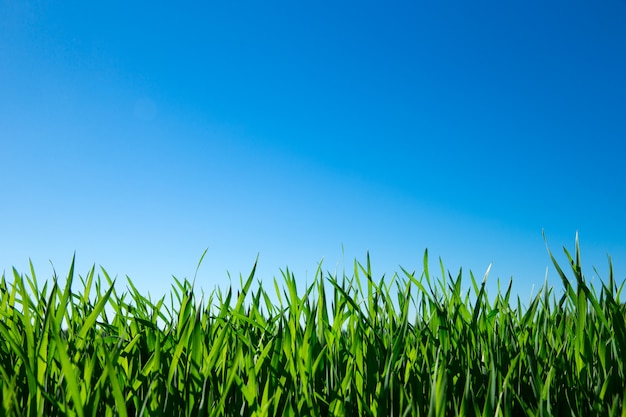 Grünes Gras gegen den blauen Himmel