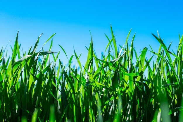 Grünes Gras gegen den blauen Himmel