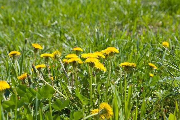 Grünes Gras. Gelber Löwenzahn