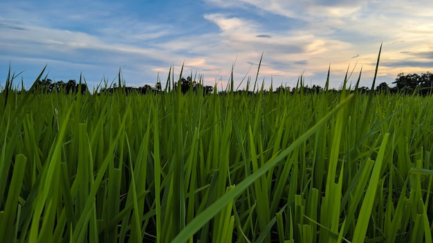 grünes Gras, Getreide und blauer Himmel