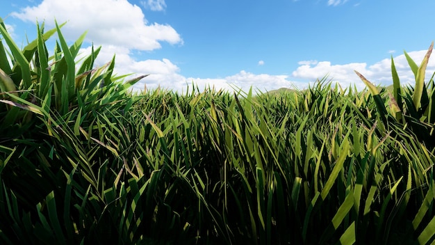 Grünes Gras Hintergrund 3D-Rendering