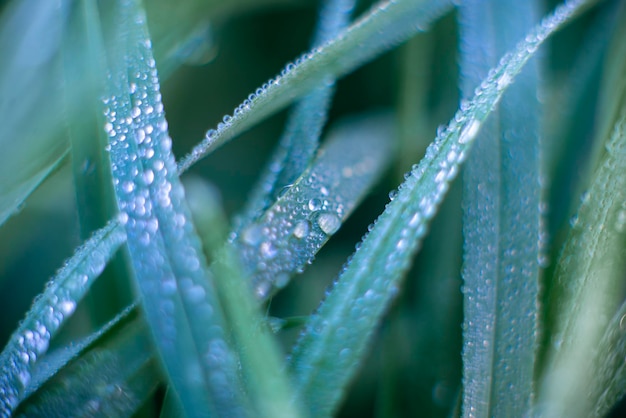 Grünes Gras Hintergrund mit Tau Natur Thema Eco hochwertige Makrofotografie