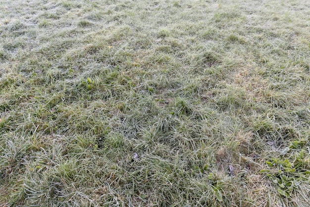 Grünes Gras im Frost am Morgen