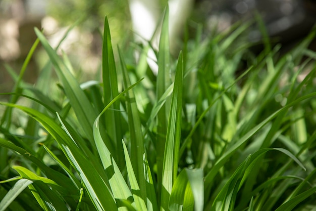 Grünes Gras im Garten