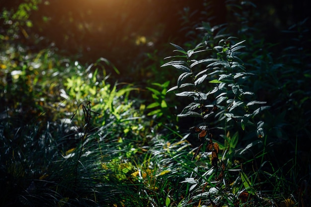 Foto grünes gras im geheimnisvollen mondlicht nahaufnahme selektiver fokus abstrakter mystischer hintergrund