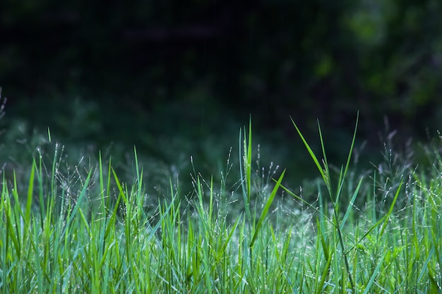 Grünes Gras im Spiegel des natürlichen Lichts im Frühling